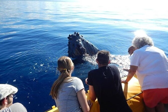 2.5 Hour Whale Escape Tour - Key points to know before you go