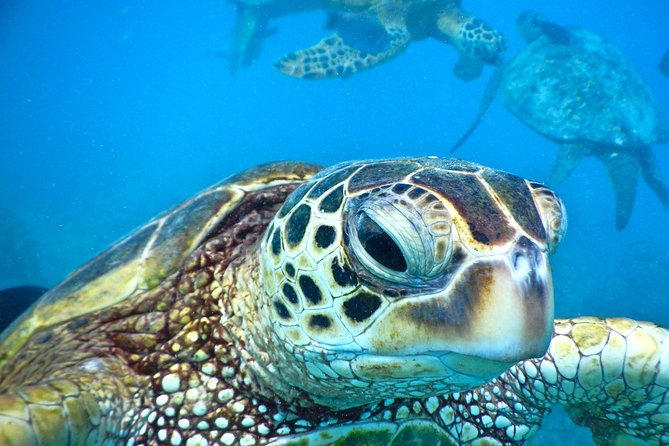 2.5 Hour Xpress Snorkel from Ka’anapali Beach - Key points at a glance