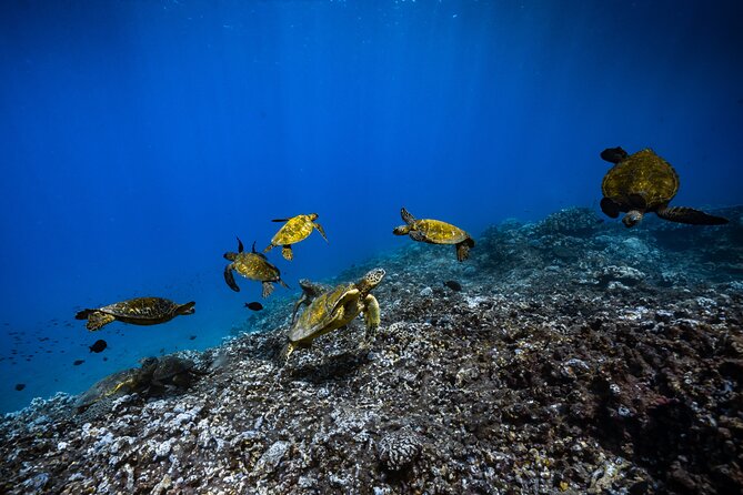 2.5 Hour Xpress Snorkel from Ka’anapali Beach - Getting fitted with mask, fins, and snorkel gear
