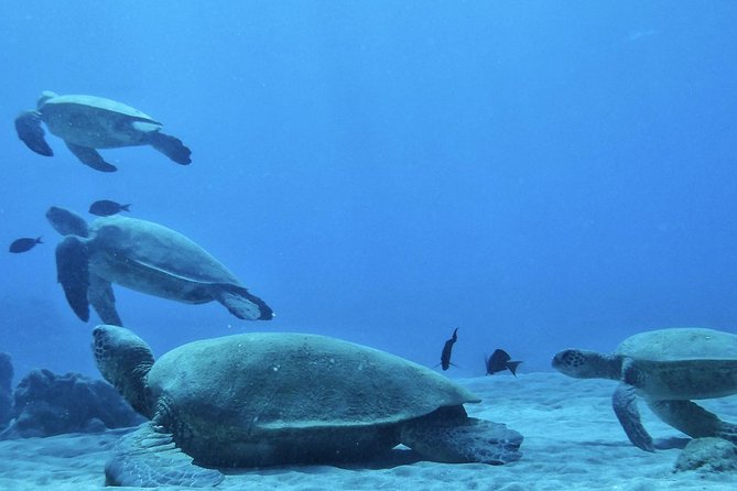 2.5 Hour Xpress Snorkel from Ka’anapali Beach - The 8:00 a.m. start at Ka’anapali Beach