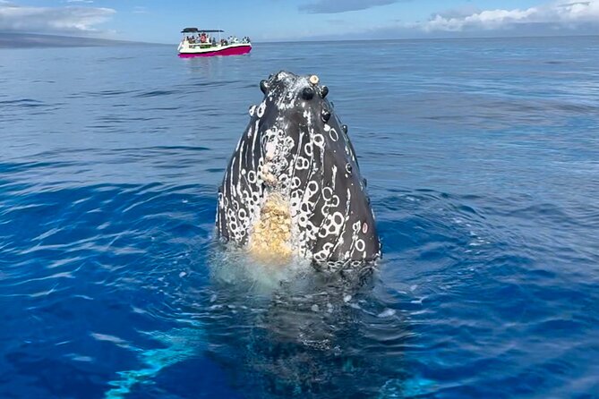 2 Hour Afternoon Lahaina Whale Watch - Leaving Mala Boat Ramp in Lahaina