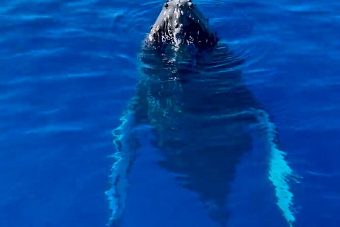 2 Hour Afternoon Lahaina Whale Watch - Watching humpbacks in Maui’s breeding waters