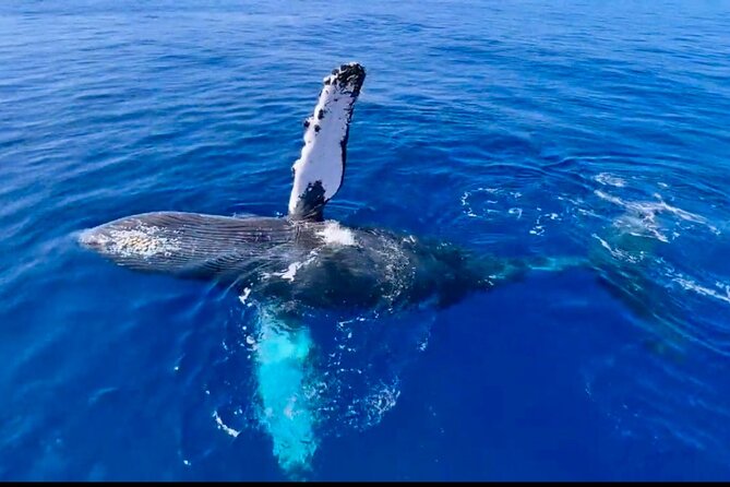 2 hour Lahaina Sunrise Whale Watch - Looking for humpbacks in Maui’s sanctuary waters