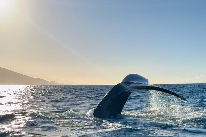 2 hour Lahaina Sunrise Whale Watch - A small boat with a better chance at a good view