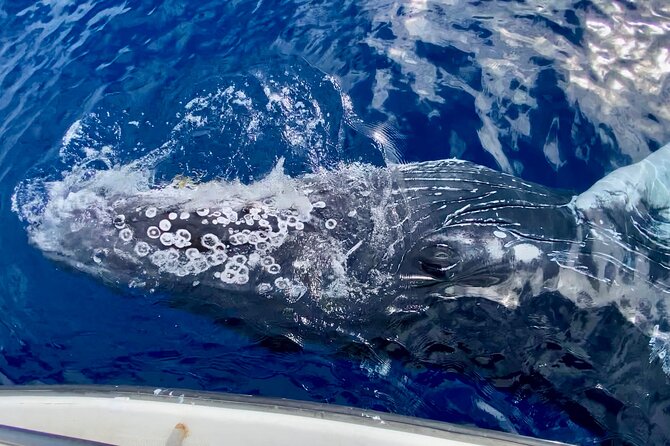 2 hour Lahaina Sunrise Whale Watch - Crew style and the value of interpretation
