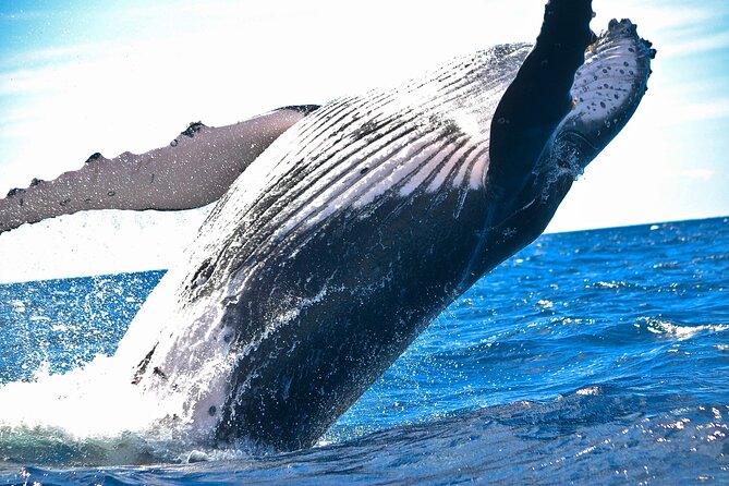 2-Hour Ma'alaea Humpback Whale Watching Cruise for up to 6 Guests - A small boat makes the whale watch feel personal