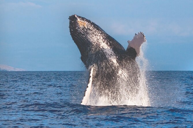 2-Hour Ma'alaea Humpback Whale Watching Cruise for up to 6 Guests - Start at Maalaea’s 1910 general store
