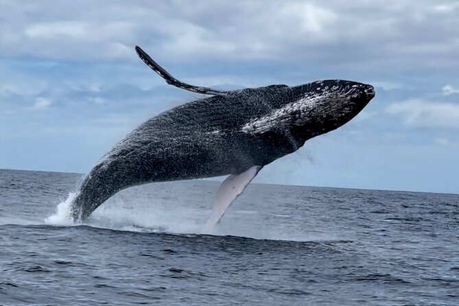 2 Hour Prime Time Maui Whale Watching - What you may see during the two hours