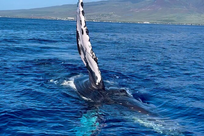 2 Hour Prime Time Maui Whale Watching - Whale songs and bonus wildlife
