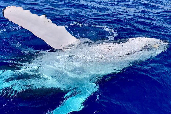 2 Hour Prime Time Maui Whale Watching - The crew and the feel of the boat