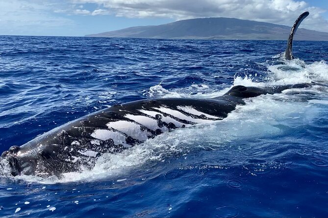 2 Hour Prime Time Maui Whale Watching - My practical booking advice