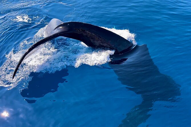2 Hour Prime Time Maui Whale Watching - At Mala Boat Ramp, arrive ready to board