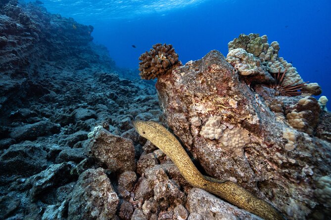 2-Tank Dive Featuring the Molokini Crater - Close guide support in a group of 12