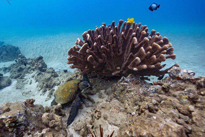 2-Tank Dive Featuring the Molokini Crater - Weather, altitude, and cancellation details