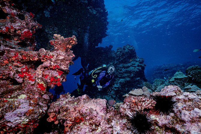 2 Tank Lanai Cathedral Scuba Dive Via Boat for Certified Divers - The drawbacks you should take seriously
