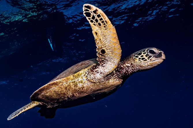 2-Tank Maui Turtle Scuba Dive or Snorkel Boat Tour - What makes this west Maui reef trip appealing