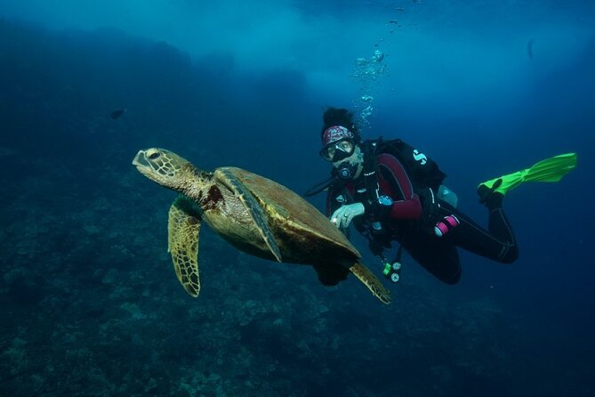 2-Tank Maui Turtle Scuba Dive or Snorkel Boat Tour - The surface interval, snacks, and second session