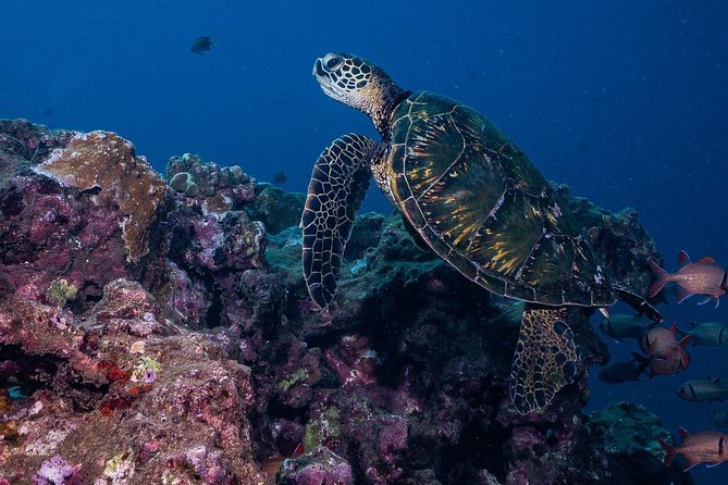 2-Tank Maui Turtle Scuba Dive or Snorkel Boat Tour - Why mixed scuba and snorkeling groups work well