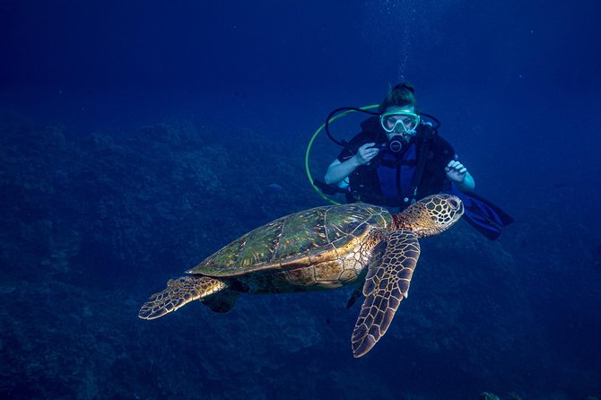 2-Tank Maui Turtle Scuba Dive or Snorkel Boat Tour - Guide support for beginners and returning participants