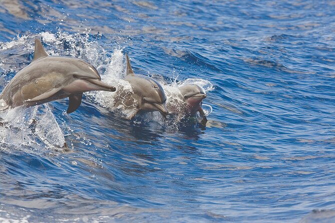 3-Hour Small-Group Maalaea Luxury Snorkel Cruise Tour - A premium morning or afternoon on Maui’s south coast