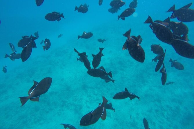 3-Hour Small-Group Maalaea Luxury Snorkel Cruise Tour - Coral Gardens and the best chance for reef life