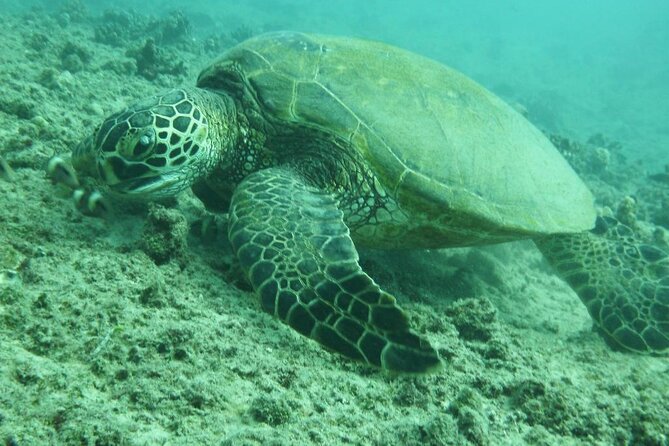 3-Hour Small-Group Maalaea Luxury Snorkel Cruise Tour - What the three hours feel like in practice