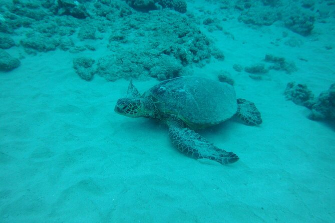 3-Hour Small-Group Maalaea Luxury Snorkel Cruise Tour - Starting at the 1910 Maalaea General Store