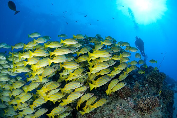 3-Tank Dive Featuring the Molokini Crater - Weather can change the plan