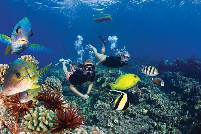 4-Hour Koa Kai Molokini Adventure Snorkel - Who should book this Molokini outing?