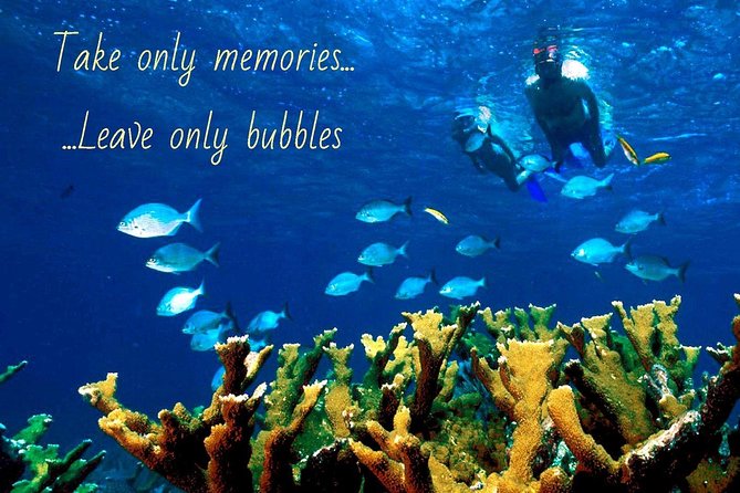 5 Hour Molokini Snorkel & Turtle Tour in Maui - What the $239 price includes
