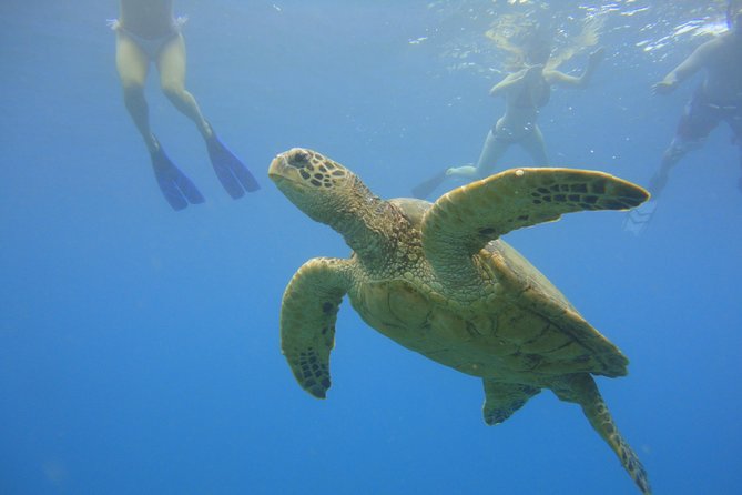 Afternoon Adventure Snorkel from Ka'anapali - Key points to know before booking