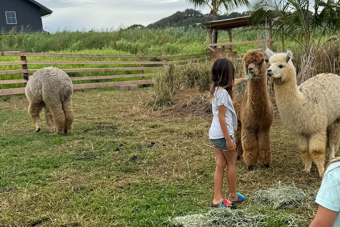 Alpaca Farm Experience on the Road to Hana - Key points at a glance