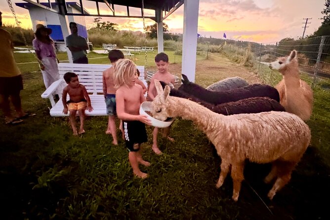 Alpaca Farm Experience on the Road to Hana - Meeting the alpacas in the pasture