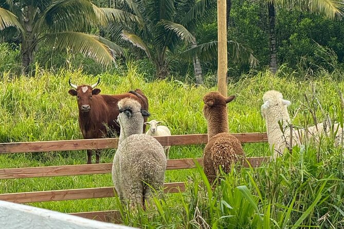 Alpaca Farm Experience on the Road to Hana - Fitting it into a Road to Hana day