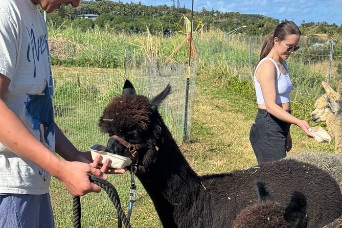 Alpaca Farm Experience on the Road to Hana - The price: fair for a short private stop