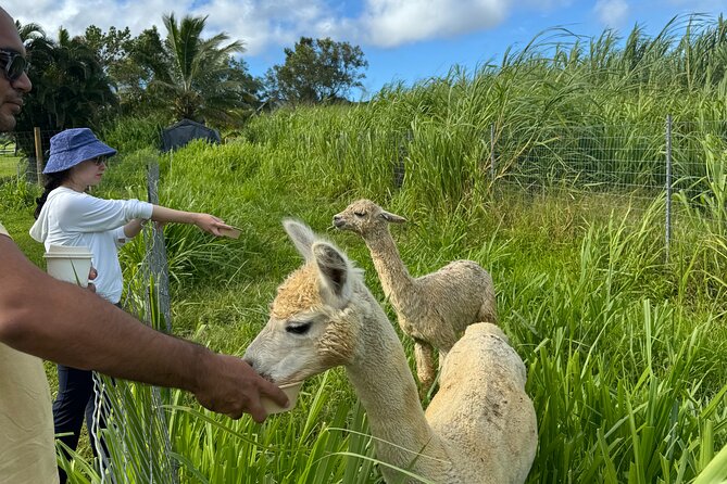 Alpaca Farm Experience on the Road to Hana - The important reliability concern