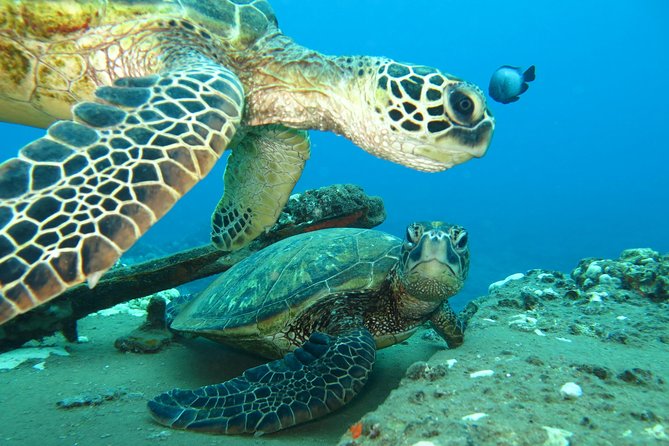 Beginner Scuba Dive in Lahaina: Swimming Required - Why the instructor makes such a difference