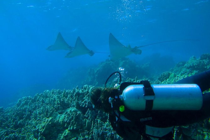 Beginner Scuba Dive in Lahaina: Swimming Required - The price, group size, and what you receive