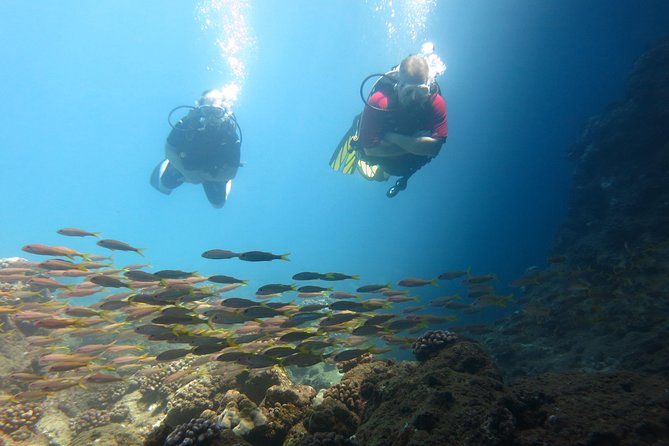 Beginner Scuba Dive in Lahaina: Swimming Required - Who should book this Maui experience
