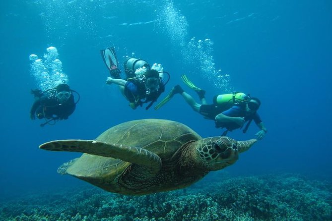 Beginner Scuba Dive in Lahaina: Swimming Required - The short swim over Maui’s reef