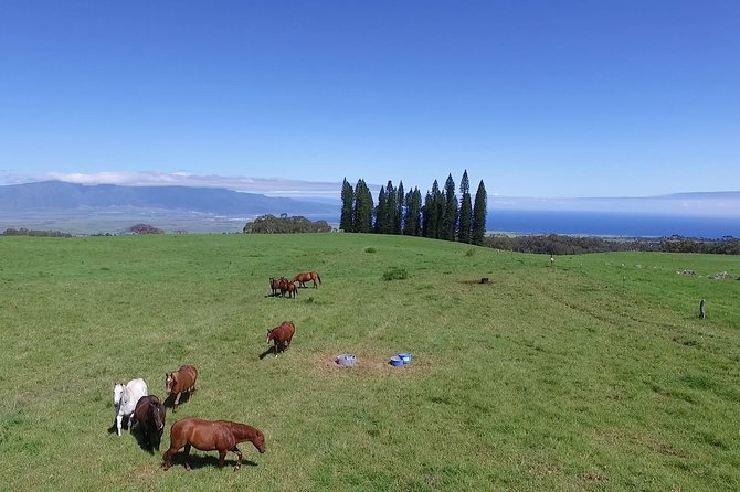 Best Haleakala Downhill Self-Guided Bike Tour with Maui Sunriders - Kula and the van section