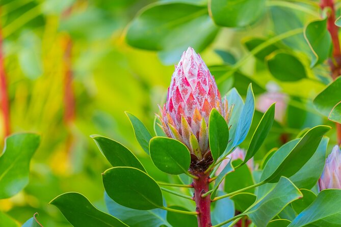 Best of Maui Tour: Sips, Sites and Bites with Lunch - Upcountry Maui and Makawao