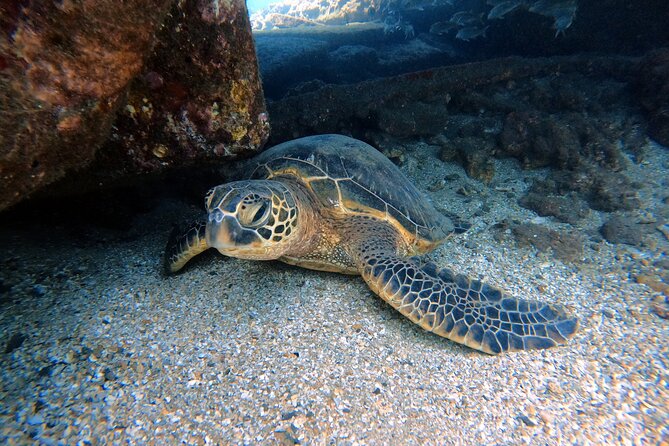 Certified Divers! Scuba dive the Ka'anapali Coast and more! - Key points to know before you book