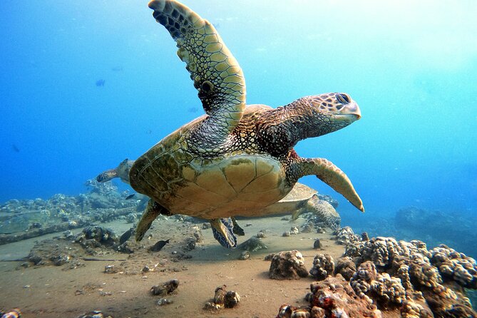 Certified Divers! Scuba dive the Ka'anapali Coast and more! - Why a West Maui shore outing makes sense