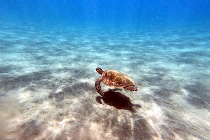 Certified Divers! Scuba dive the Ka'anapali Coast and more! - The marine life you may find along the reef
