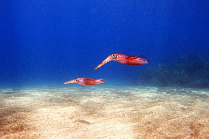 Certified Divers! Scuba dive the Ka'anapali Coast and more! - Guides who shape the experience
