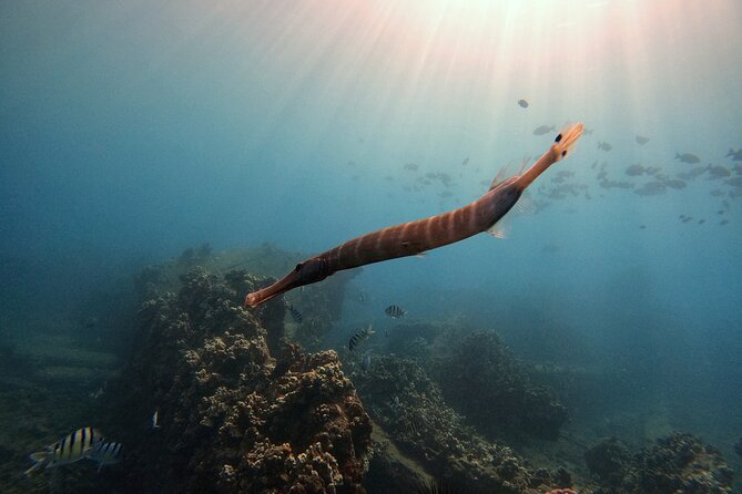 Certified Divers! Scuba dive the Ka'anapali Coast and more! - Equipment and what is included