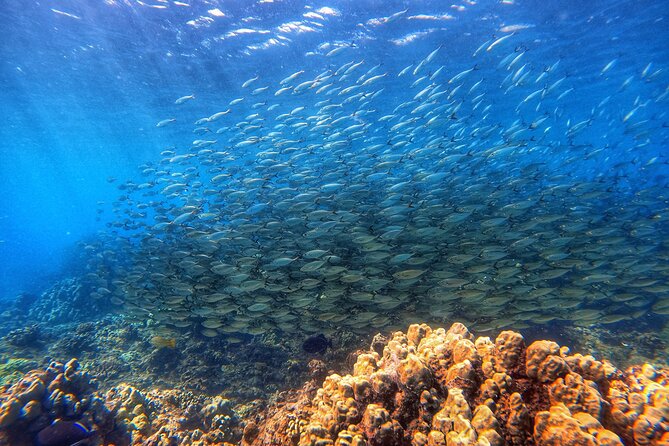 Certified Divers! Scuba dive the Ka'anapali Coast and more! - What your two hours look like
