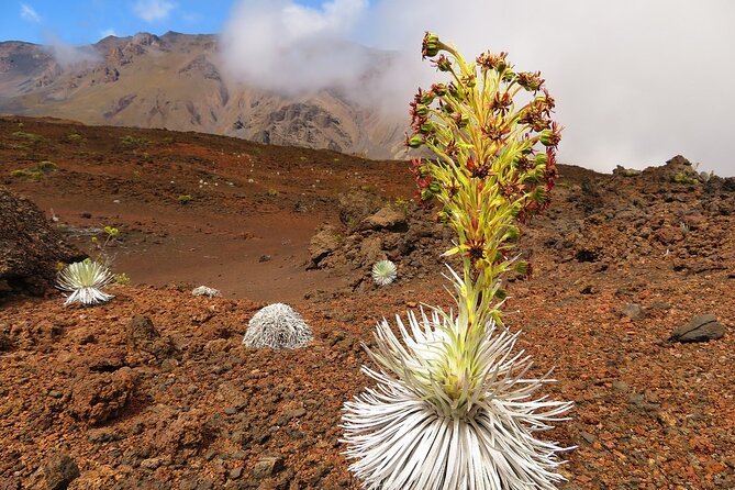 Classic Haleakala Sunrise Tour - Reaching Haleakalā National Park before dawn