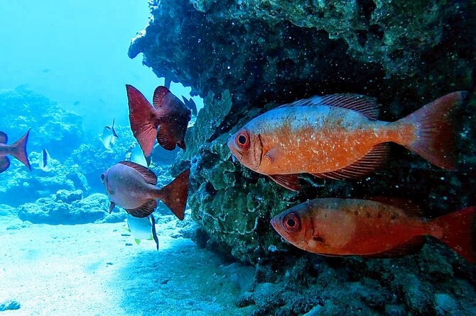 Clear Kayak Tour with Pontoons and Optional Snorkeling-Unlimited - Booking details worth knowing before you go